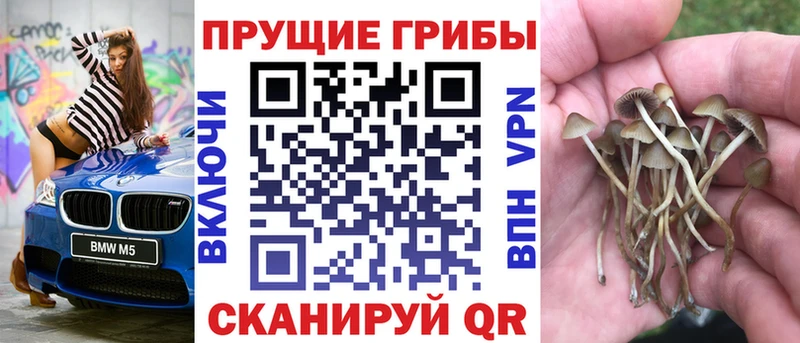 сколько стоит  Темрюк  Псилоцибиновые грибы MAGIC MUSHROOMS 
